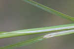 Oklahoma sedge